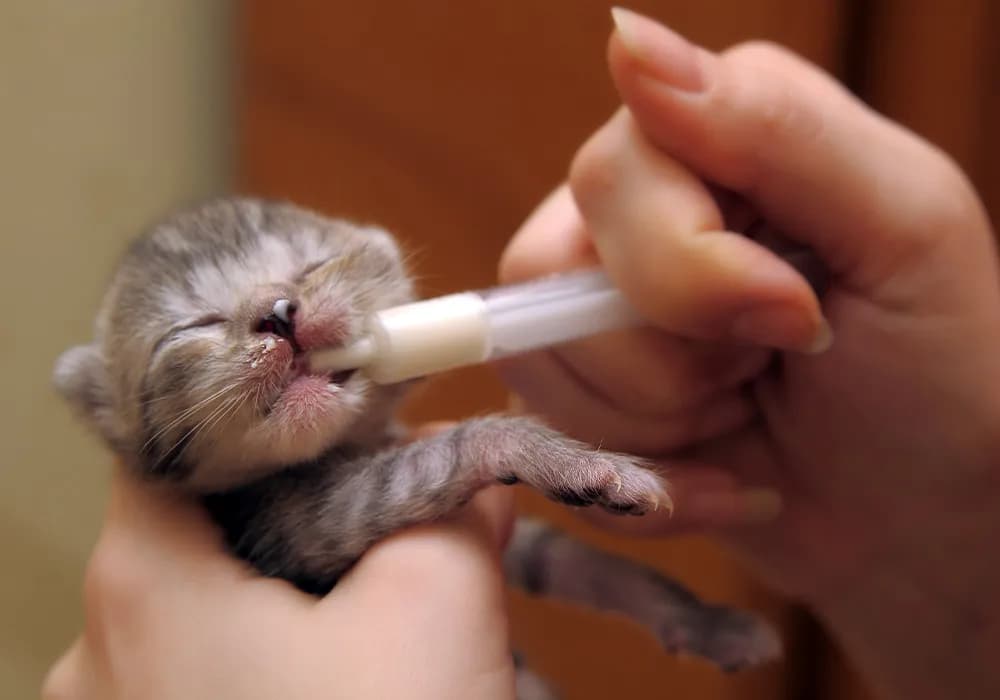 A pharmacist preparing custom pet medication